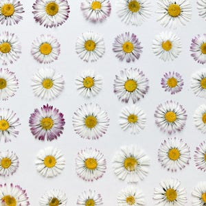 Daisies Pressed Flowers, Real Dried Flowers, Scrapbooking, Flowers For Floral Arrangements, Edible Flowers, Flowers For Botanical Art