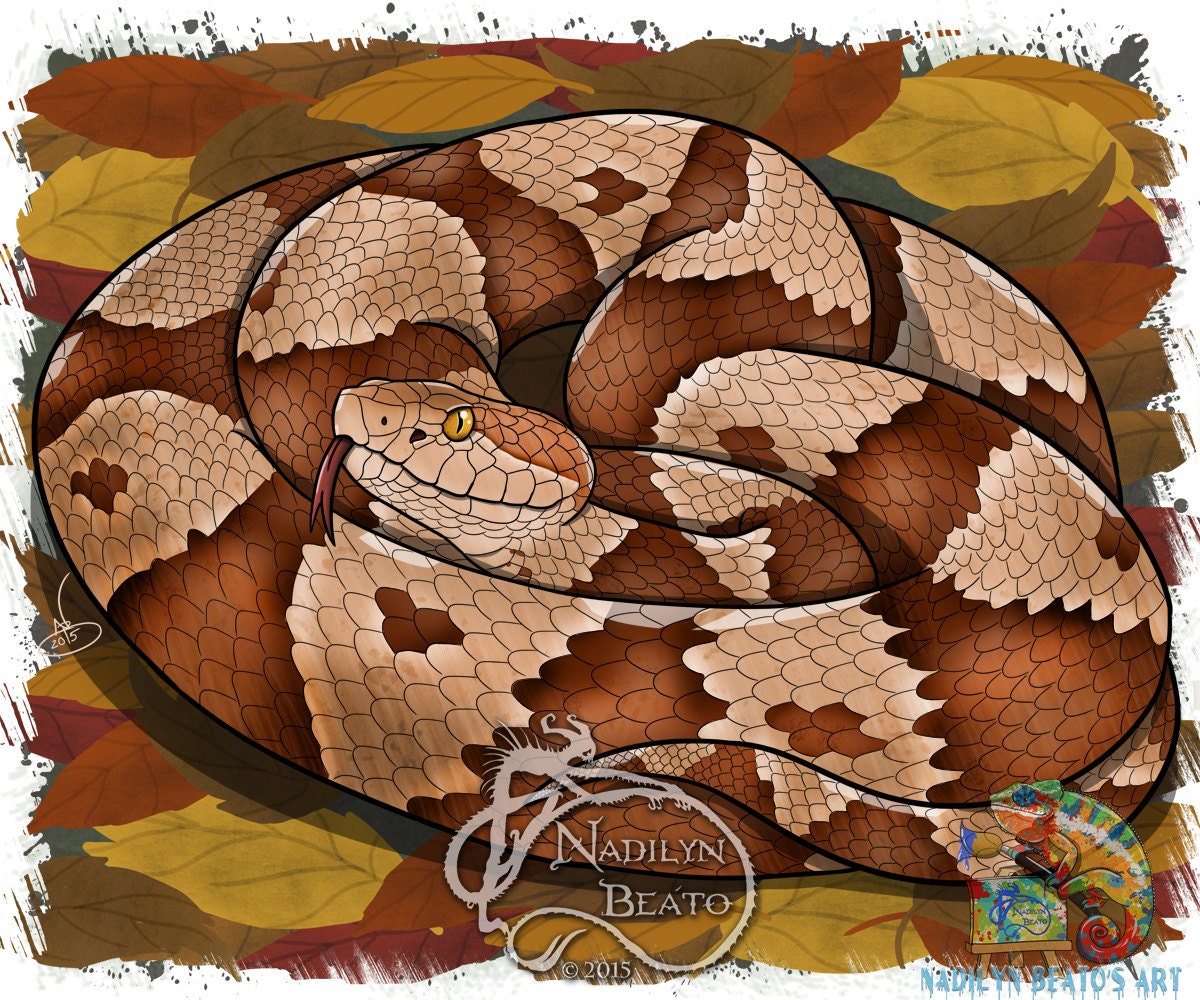 Copperhead Snake for sale Only 4 left at 65