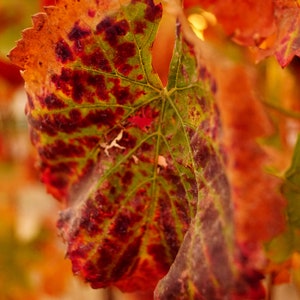 Autumn Wine Grape Leaf, Napa Valley, California - Original Photograph available for Canvas Stretched print