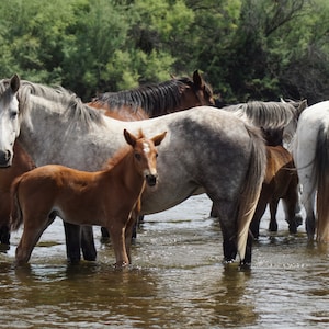 Salt River Wild Horse Family Gathering, Mesa, AZ Photo for Canvas print