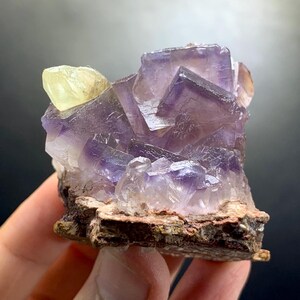 Puede incluir: Un grupo de cristales de fluorita c&uacute;bicos de color p&uacute;rpura transl&uacute;cido con un solo cristal amarillo p&aacute;lido unido en la parte superior izquierda. El esp&eacute;cimen mineral presenta bordes geom&eacute;tricos afilados y se asienta sobre una base de roca marr&oacute;n rugosa.