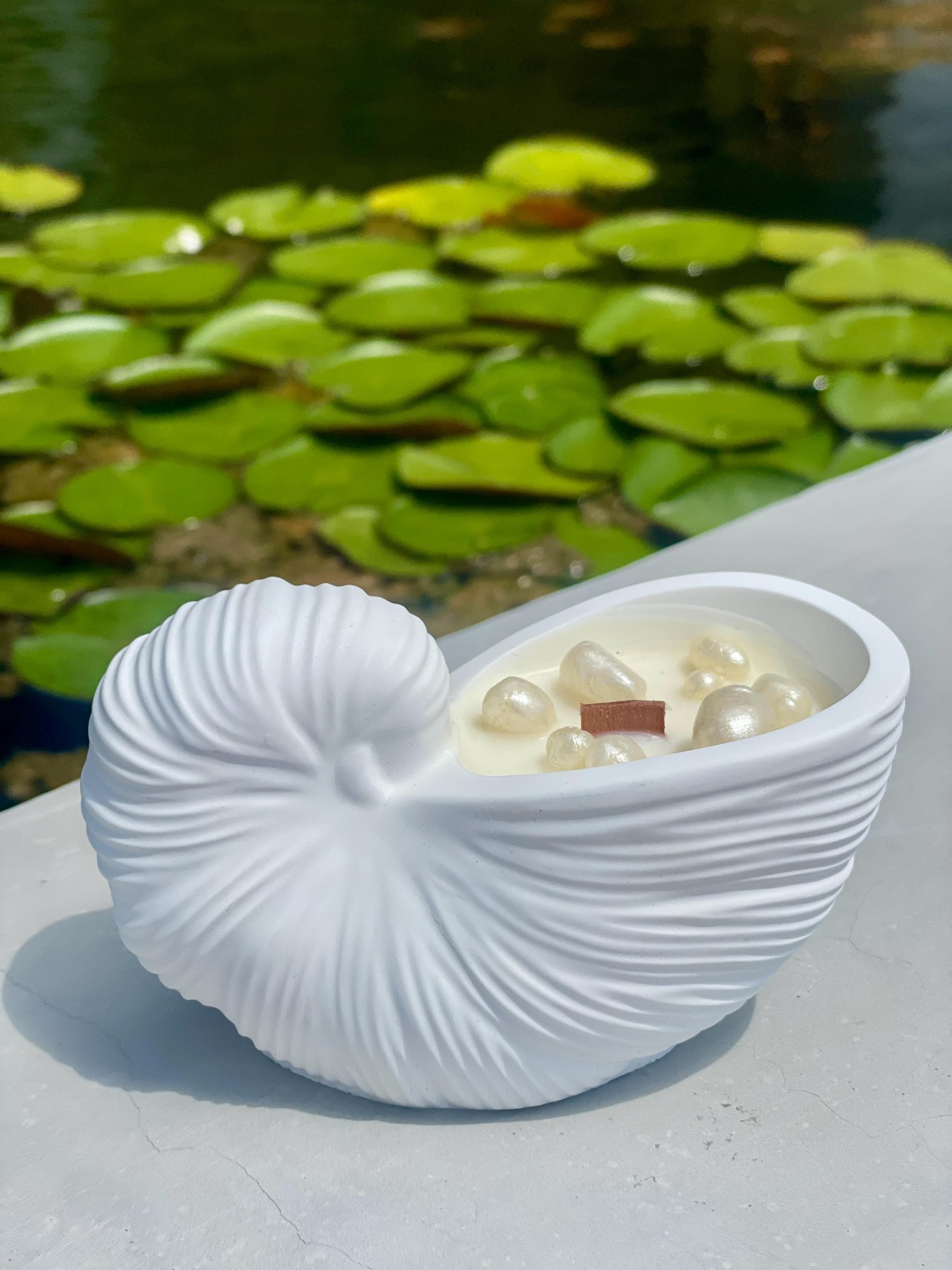 手作りのオウムガイの貝殻キャンドル：大豆ワックス、木製芯、石膏容器