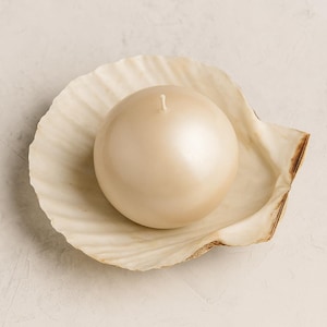 Op de afbeelding: Een ronde, ivoorkleurige kaars met een enkele lont rust in een grote, crèmekleurige schelp. De schelp heeft een textuur en een bruine rand, tegen een neutrale achtergrond.