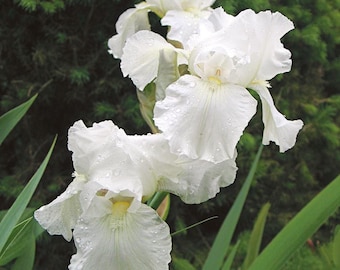 Immortality Bearded Iris Rhizome, White