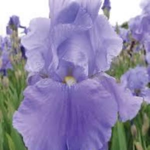 May include: Close-up of a large, light purple iris flower in full bloom. The flower has ruffled petals and a yellow center, set against a background of green foliage and other iris buds.