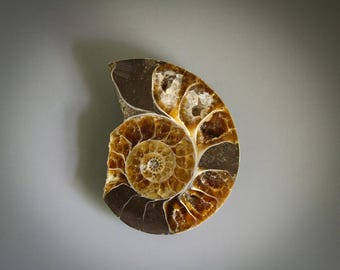 Natural Polished Half Oak Leaf Ammonite Nautilus Slice with Crystal Channels and Some Iridescent Shell on Backside