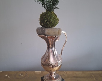 KOKEDAMA de TEJO. Arte Japones que sustituye la maceta por bola de musgo con sustrato tratado.Mas sencillo de cuidar k el bonsai. Elegante .