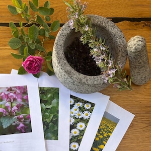 Medicinal herbs, spring herbs, meadow herbs, herbalism, forest and meadow, nature, use of medicinal herbs, herbal cuisine, herbal recipes