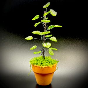 May include: A miniature decorative plant in a terracotta pot. The plant features a wire stem and branches with translucent green leaves. The base of the plant is covered in green moss. The pot is small and round.