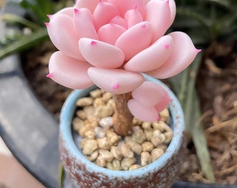 Pink Succulent Echeveria Laui Clay Handmade Meaty Painted Lady Plants,Polymer Clay,Flower Succulent,Faux Plant,Succulent Gifts,Gift for Her