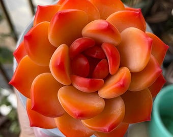 Snow Angel Echeveria Succulent Meridian Handmade Meaty Plants,Polymer Clay,Haworthia Cooperi Succulent,Faux Plant,Creative Gift,Gift for Her