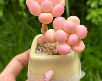 Pink Graptopetalum Amethystinum Echeveria Succulent Handmade Plants,Preserved Flower,Polymer Clay,Succulent,Faux Plant,Creative Gift for Her