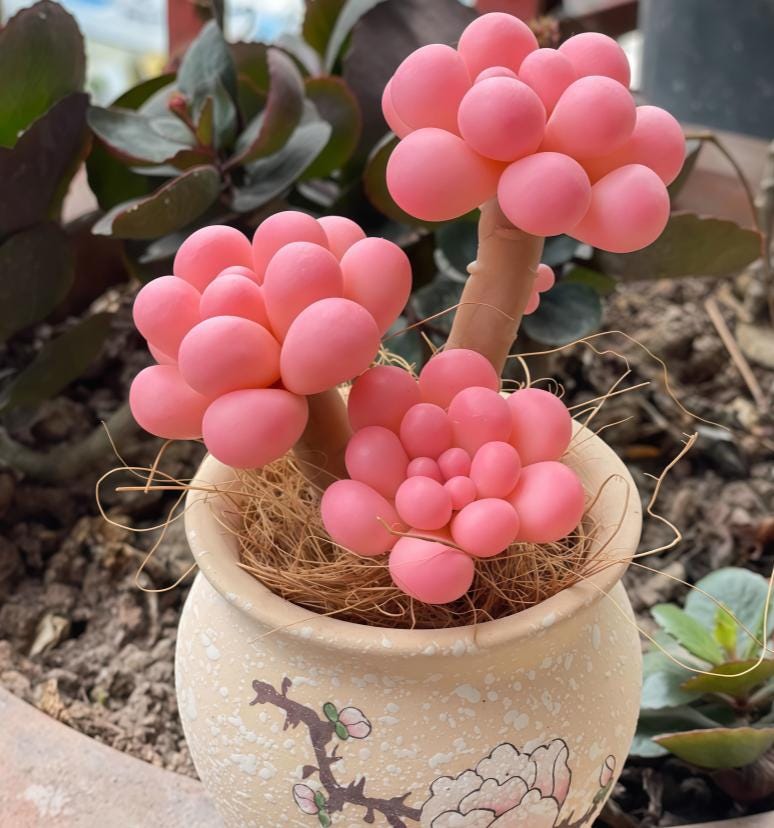 Graptopetalum Amethystinum Chubby Succulent Handmade Meaty Plants, Polymer Clay, Faux Plant Home Decor, Flower Succulent Gifts, Gift for Her