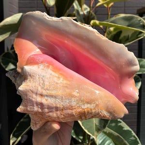 May include: A large conch shell featuring a smooth, glossy interior with vibrant shades of pink and peach. The exterior of the shell displays a textured, weathered surface with mottled tan and cream tones, showcasing natural ridges and organic curves.