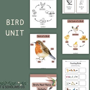 Bird Preschool Unit | Counting, Addition, Life Cycle, Movement Cards, Name Spelling & More | Watercolor Printable Activities