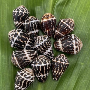 Puede incluir: Una colección de diez conchas cónicas con un color base de marrón oscuro a negro y patrones intrincados de color blanco en forma de red que cubren el exterior. Cada concha tiene un ápice puntiagudo y una superficie lisa y brillante.