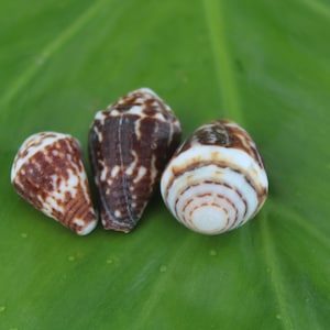 Puede incluir: Tres conchas cónicas con patrones distintos. Dos conchas presentan un diseño triangular moteado en marrón oscuro y blanco, mientras que la tercera muestra una parte superior lisa y redondeada con bandas circulares concéntricas marrones y blancas.