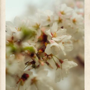 Lot de 10 cartes postales de fleurs de cerisier de style vintage, carte postale de photographie de fleurs, non utilisée ! Papeterie, cadeau pour maman, cartes postales imprimées d'art
