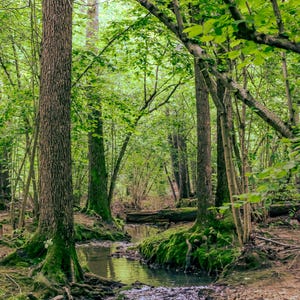 Specchio d'acqua nella foresta