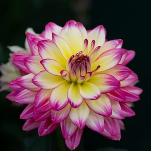 Stampa fotografica macro fiore Dahlia pinnata - Splendido fiore giallo e fucsia