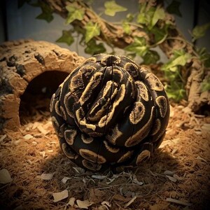 Ball Python Sliced Twisty Fidget Ball – Realistic Snake Desk Toy – 3D-Printed Reptile Collectible Display Model