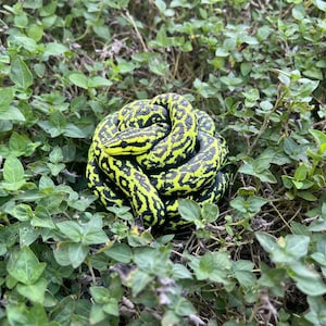May include: A coiled snake with a vibrant neon yellow and black patterned skin resting amidst a patch of small green leaves. The snake is tightly wound in a circular shape, displaying a high-contrast, intricate scale design across its entire body.
