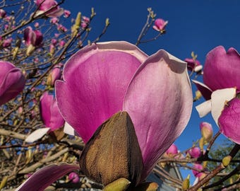 Magnolia - Magnolia alexandrin (Magnolia × soulangeana 'Alexandrina') Magnolia rose en pot Plante vivante