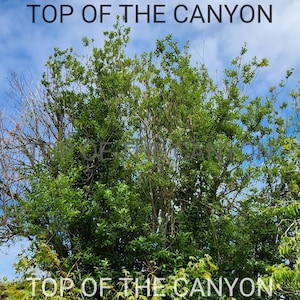Puede incluir: Fotografía de un exuberante dosel de árboles verdes contra un cielo azul brillante con nubes dispersas. El texto "TOP OF THE CANYON" está superpuesto en blanco, apareciendo dos veces.