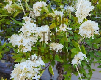 Old Fashion PeeGee Pee Gee Hydrangea - HUGE BLOOMS - White Pink PeeGee Hydrangea - 2" Pot Starter Bush Start Live Plant - Flowers Flowering