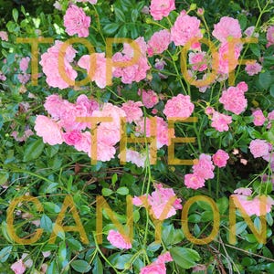 Miniature Pink Rose Bush - BEAUTIFUL BLOOMS - 2&quot; Pot Starter Bush Start - Pink Light Pink Live Plant - Amazing Genetics FREE Shipping