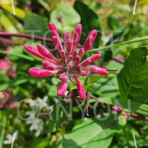 Honeysuckle Coral Honeysuckle Pink Purple Yellow (Lonicera sempervirens) - 2&quot; Pot Live Healthy Plant - Original Genetics - HUGE BLOOMS