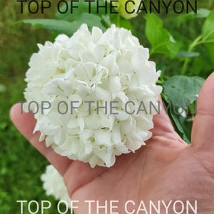 May include: A close-up of a white hydrangea flower with tightly packed petals, held in a hand. The text "TOP OF THE CANYON" is overlaid on the image. The background is blurred green foliage.
