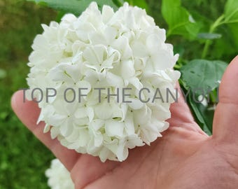 Snowball Bush - Old Fashion White Snowball Flower Bush - White Viburnum Highbush Cranberry 2" Pot Starter Start Live Plant Free Shipping