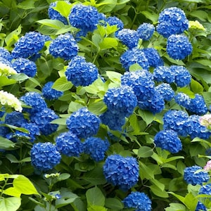 May include: A vibrant image of a lush bush filled with large, round, blue hydrangea flowers. The flowers are in full bloom, surrounded by green leaves. The image is a close-up, showcasing the texture and detail of the flowers.