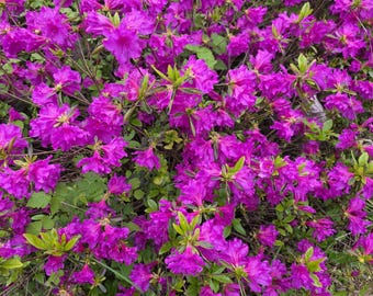 Purple Azalea - GORGEOUS BLOOMS - 2" Pot Starter Bush Flower Flowering Start Live Plant