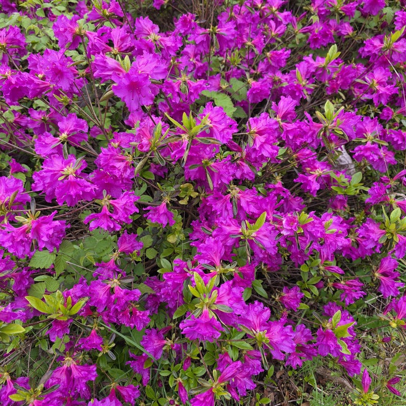 Azalea Live Plant Purple - Etsy