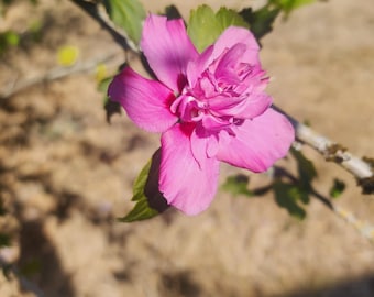 Pink Rose of Sharon flower - Hibiscus syriacus or shrub althea. BEAUTIFUL BLOOMS - 2" Pot Starter Bush Start - Live Plant Free Shipping