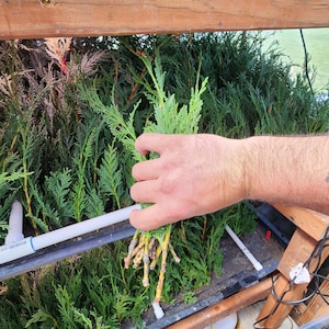 May include: A bundle of freshly cut evergreen seedlings, held in a hand, with visible roots. The seedlings are a vibrant green, contrasting with the brown wooden structure and the green foliage in the background. The image suggests a nursery or gardening setting.