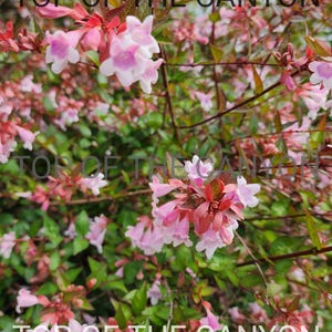 Abelia Grandiflora Edward Goucher, arbusto de flores rosa claro, planta de inicio viva, maceta de 5 cm