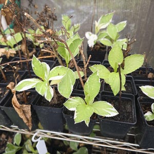May include: A selection of small black plant pots, each holding young hydrangea plants. The plants have green leaves with white margins. Some plants have brown stems and dried leaves, indicating they are in a greenhouse setting.
