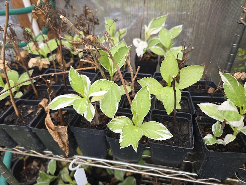 May include: A selection of small black plant pots, each holding young hydrangea plants. The plants have green leaves with white margins. Some plants have brown stems and dried leaves, indicating they are in a greenhouse setting.