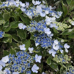 Old Fashion Original Hydrangea Serrata- HUGE BLOOMS - Blue Mountain Hydrangea OG Original dna 2" Pot Starter Bush Start Flowering Live Plant