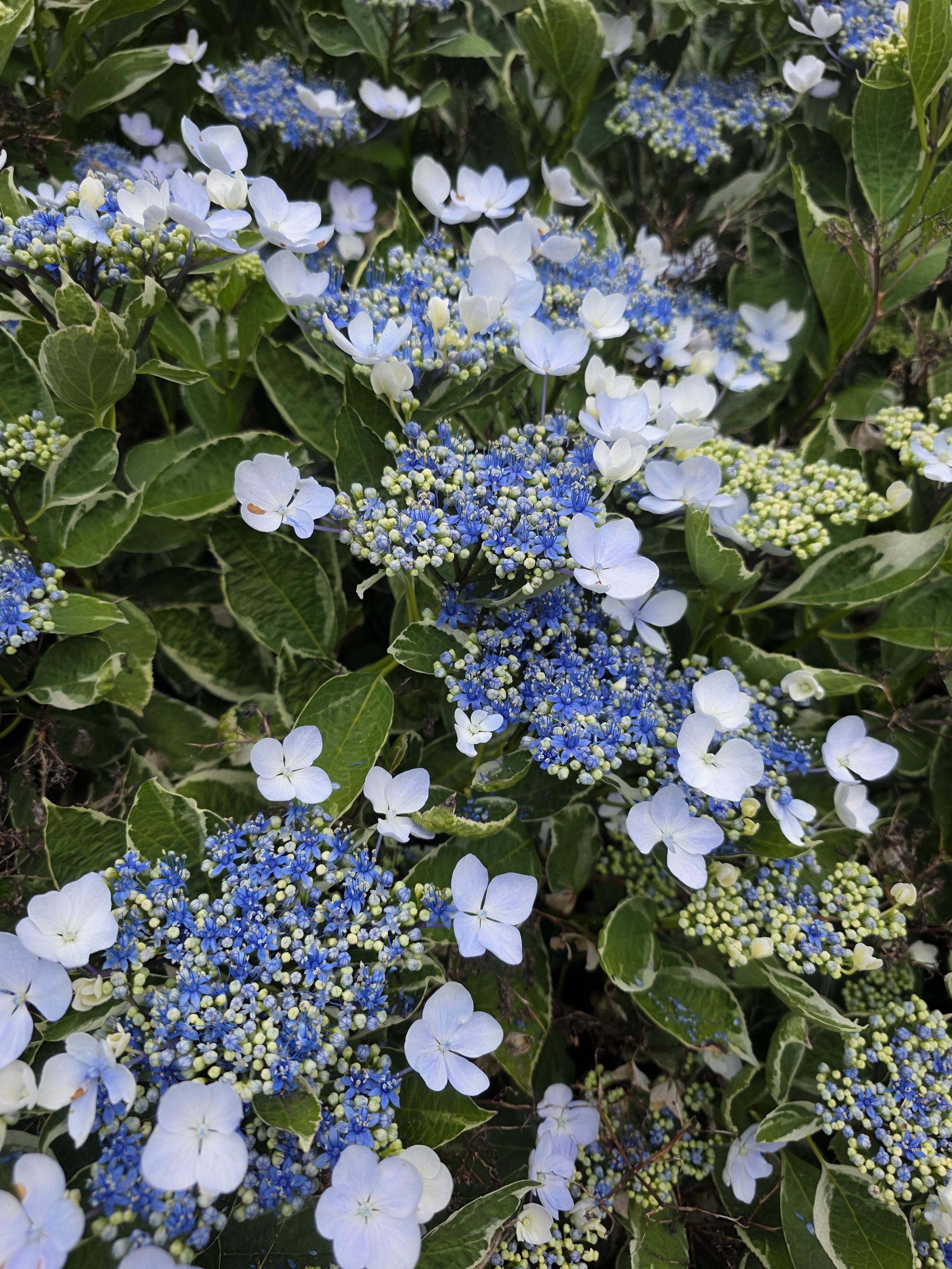 Japanese Hydrangea Live Plant - Etsy