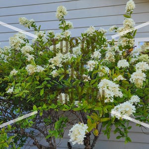 Puede incluir: Un arbusto vibrante con racimos de flores blancas y hojas verdes. La planta está frente a una casa azul claro con una ventana blanca. La imagen está tomada con luz natural, mostrando la textura y el color de la planta.