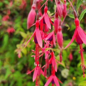 Puede incluir: Primer plano de vibrantes flores de fucsia con pétalos de color rosa intenso y centros morados, colgando de finos tallos. Las flores tienen estambres largos y delicados sobre un fondo de follaje verde. Una hermosa exhibición de la naturaleza.