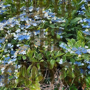 Old Fashion Original Hydrangea Serrata- HUGE BLOOMS - Blue Mountain Hydrangea OG Original dna 2&quot; Pot Starter Bush Start Flowering Live Plant