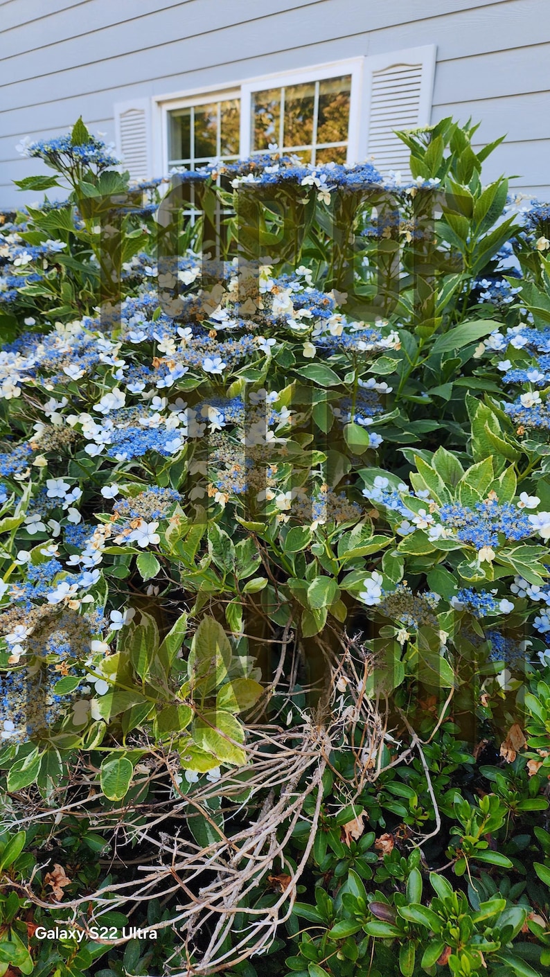May include: A bush with blue and white flowers and green leaves. The leaves have a variegated pattern. A light blue house with a window is in the background. The image was taken with a Galaxy S22 Ultra.