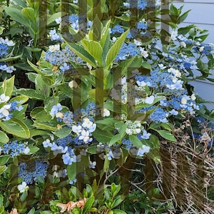 May include: A bush of blue and white hydrangea flowers. The plant has large green leaves with white edges. The background includes a light blue wall and other greenery. The image is taken outdoors.