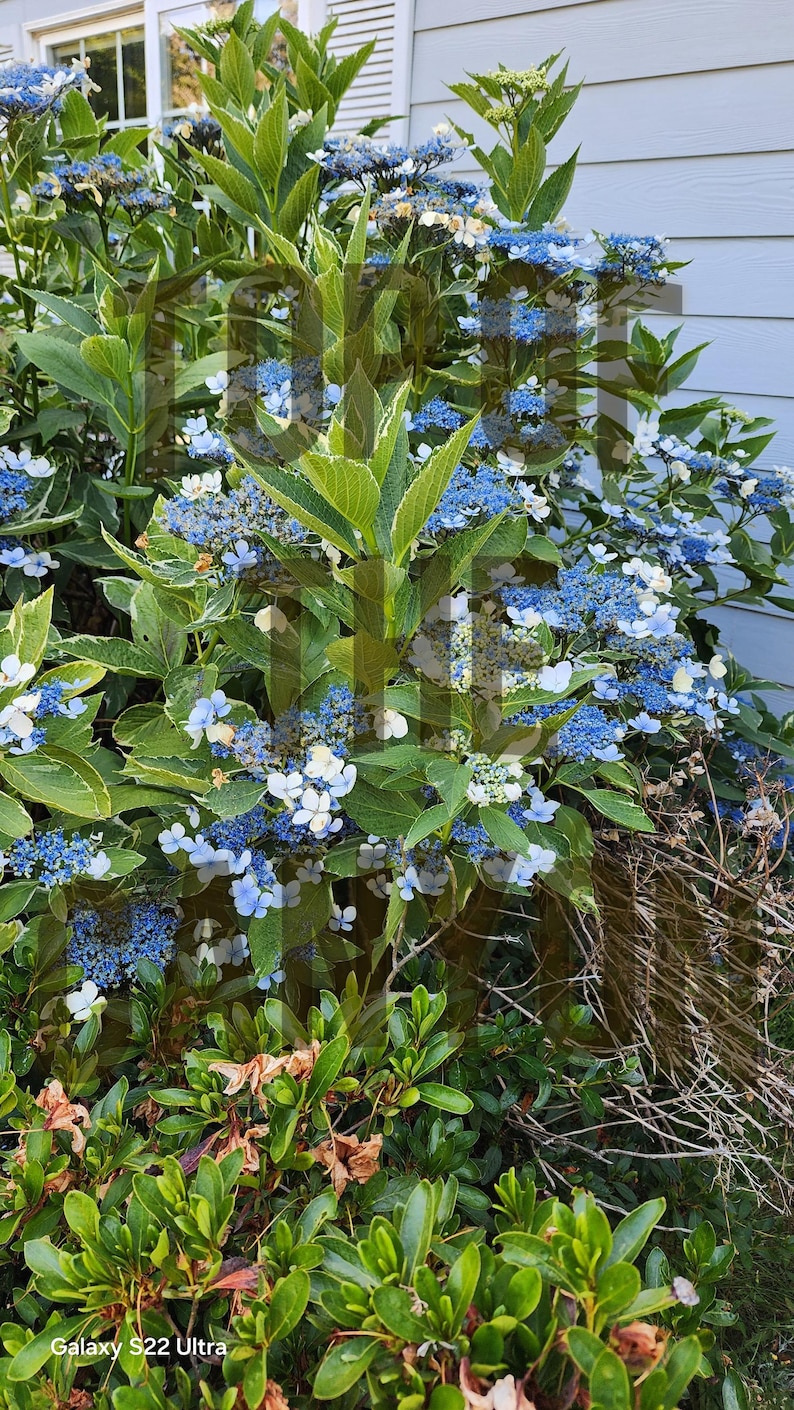 May include: A bush of blue and white hydrangea flowers. The plant has large green leaves with white edges. The background includes a light blue wall and other greenery. The image is taken outdoors.
