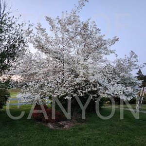 Puede incluir: Un gran árbol en plena floración con flores blancas domina la escena, sobre un cielo crepuscular. La exuberante hierba verde y otros árboles rodean el árbol en flor. También se ven una valla blanca y una escalera.